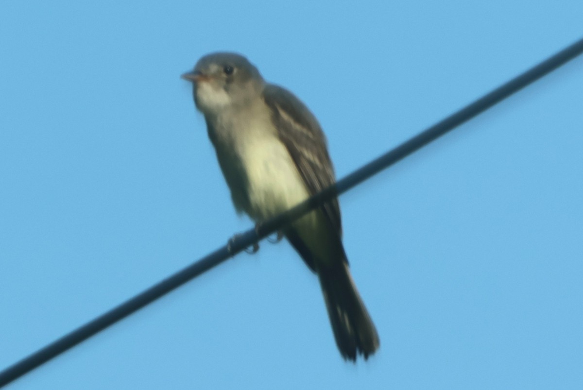 Eastern Wood-Pewee - ML638493660