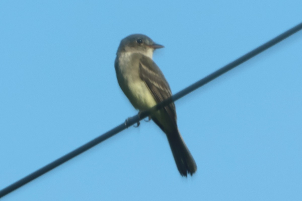 Eastern Wood-Pewee - ML638493661