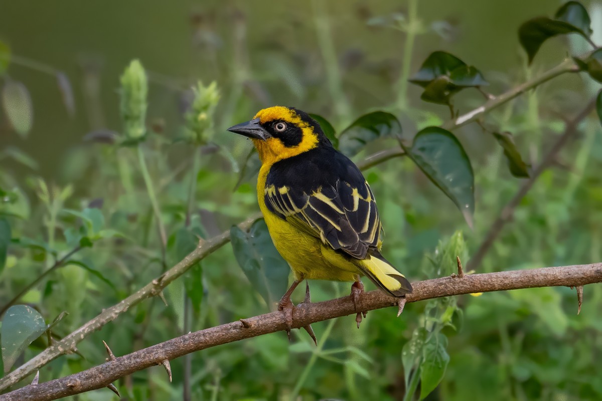 Baglafecht Weaver - ML638493681