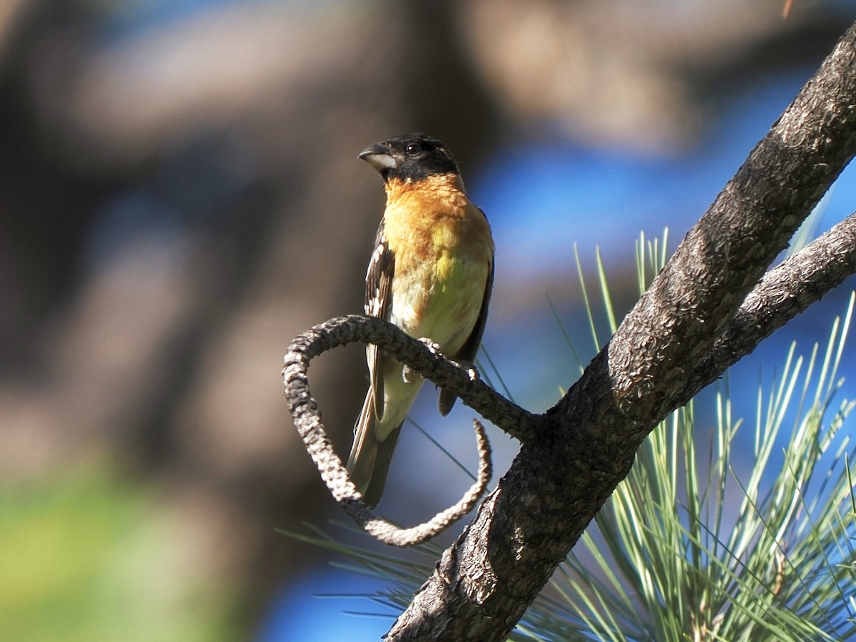Black-headed Grosbeak - ML638493682