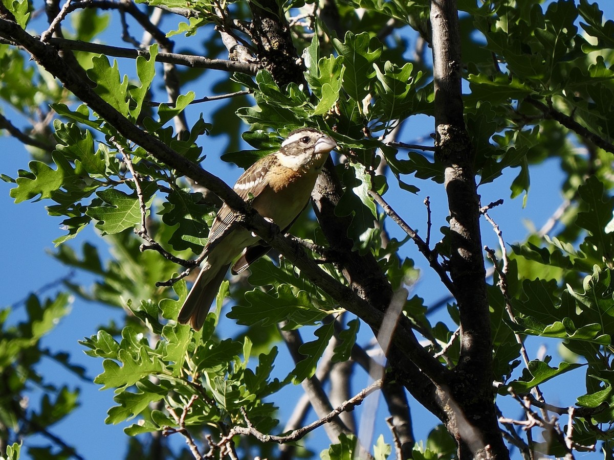 Black-headed Grosbeak - ML638493683
