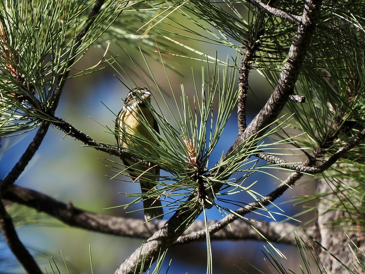 Black-headed Grosbeak - ML638493684