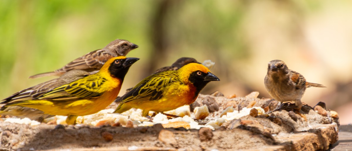 Speke's Weaver - ML638493686