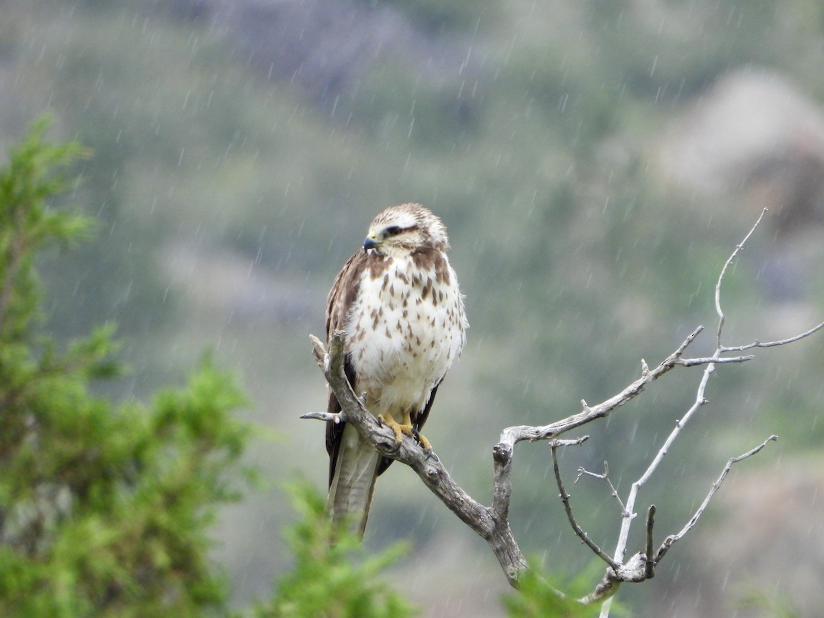 Buteo sp. - ML638493694