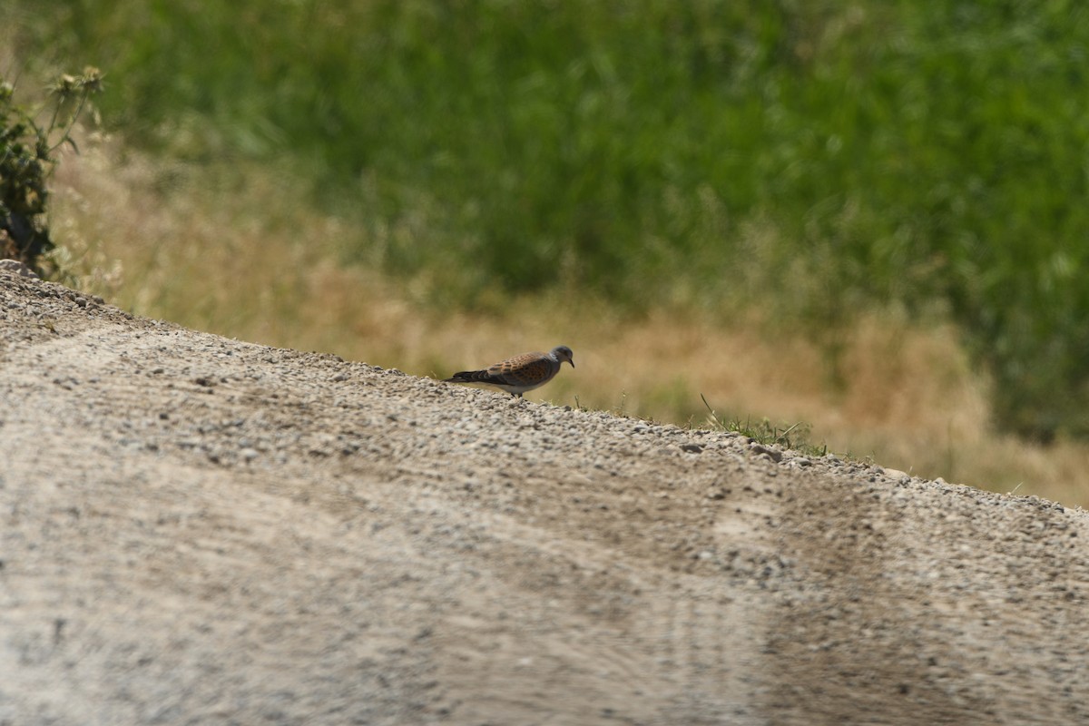 European Turtle-Dove - ML638493719