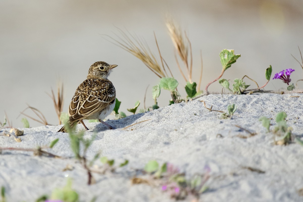 Horned Lark - ML638493723