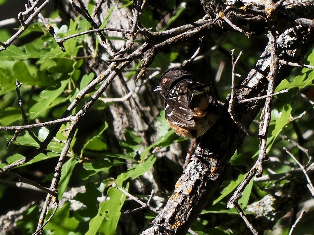 Spotted Towhee - ML638493724