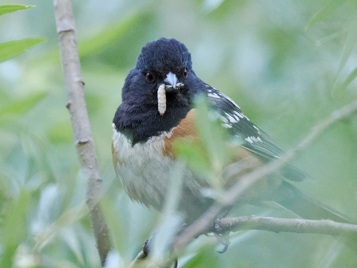 Spotted Towhee - ML638493725