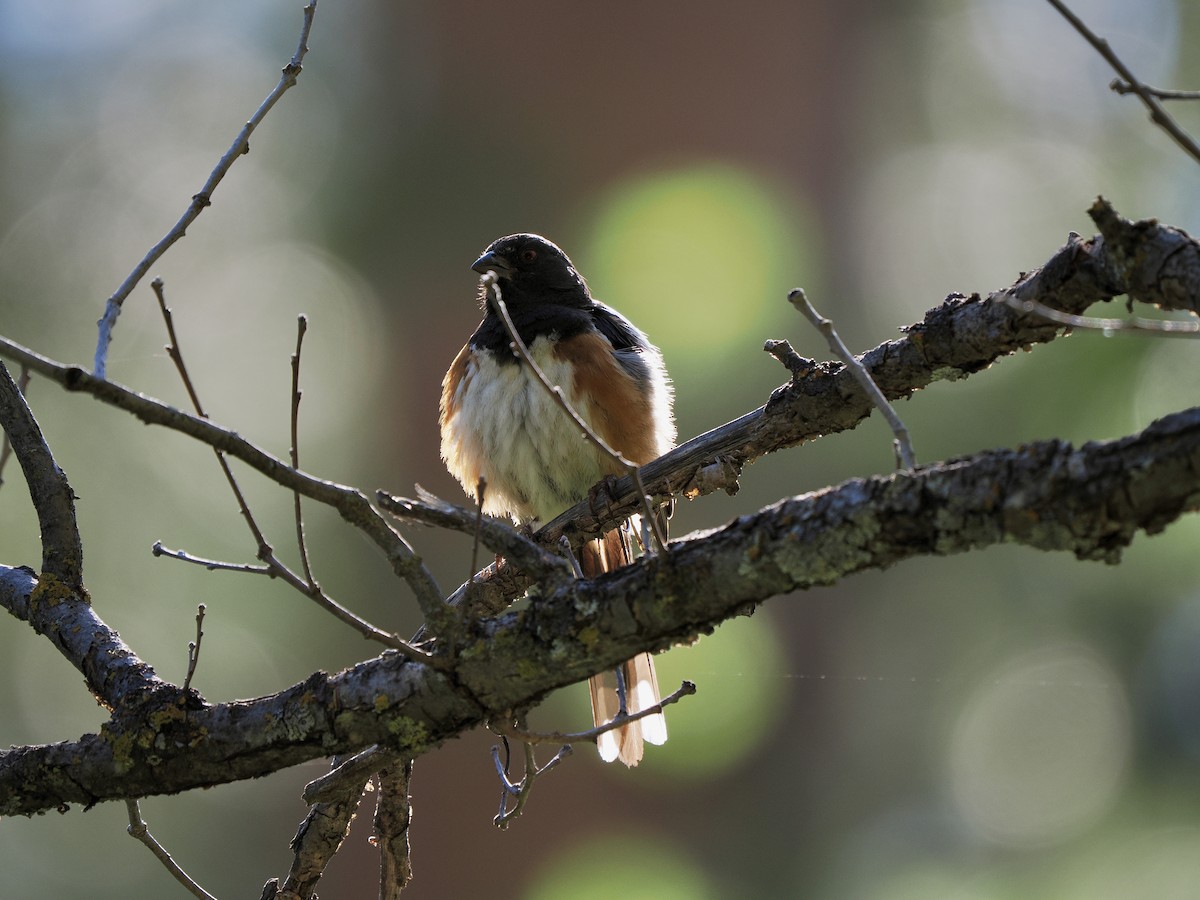 Spotted Towhee - ML638493726