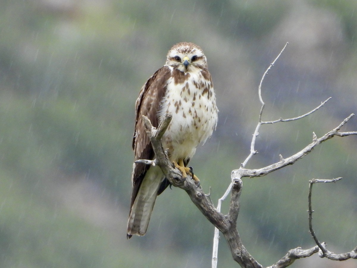 Buteo sp. - ML638493727