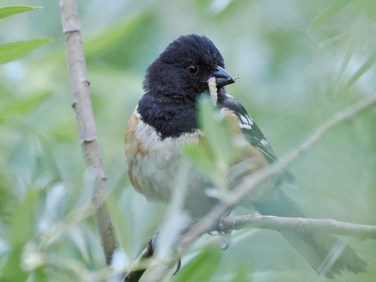 Spotted Towhee - ML638493728