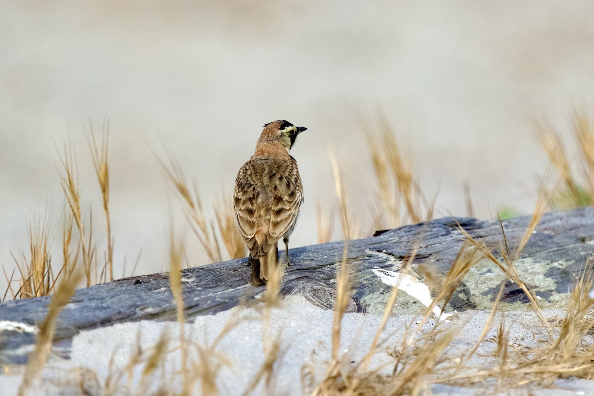 Horned Lark - ML638493741