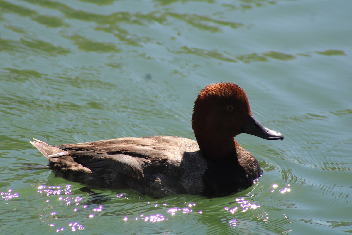Redhead - ML638493832