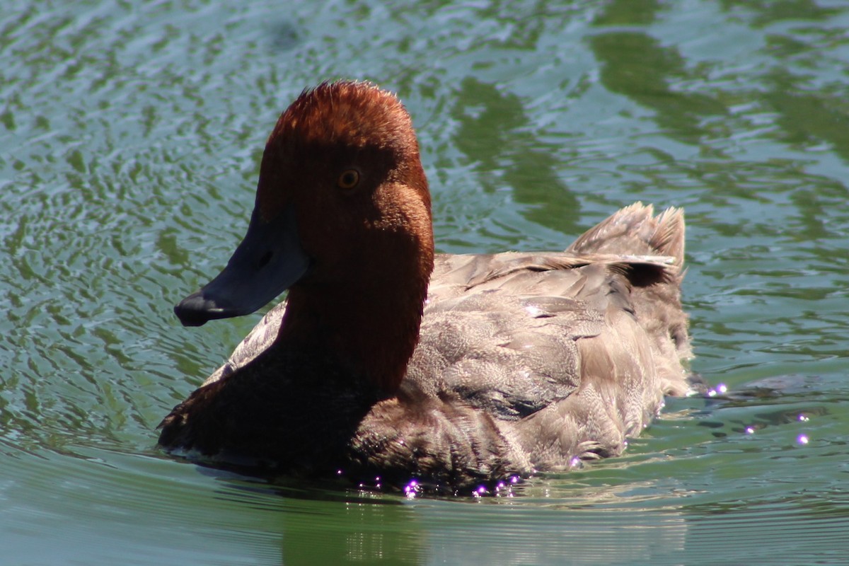 Redhead - ML638493838
