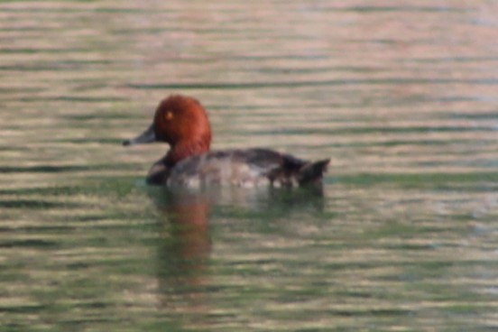 Redhead - ML638493841