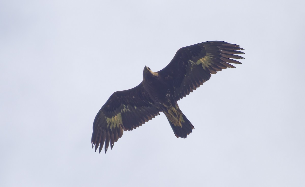 Águila Real - ML638493852