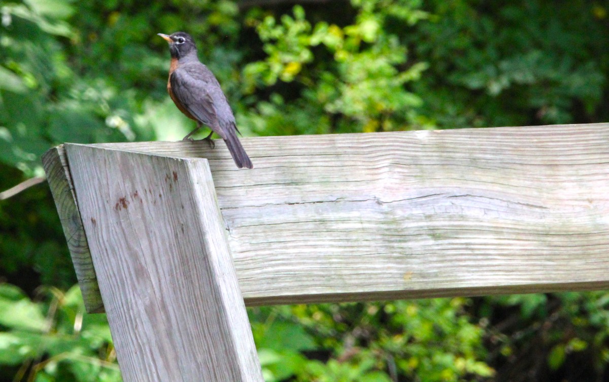 American Robin - ML638493853