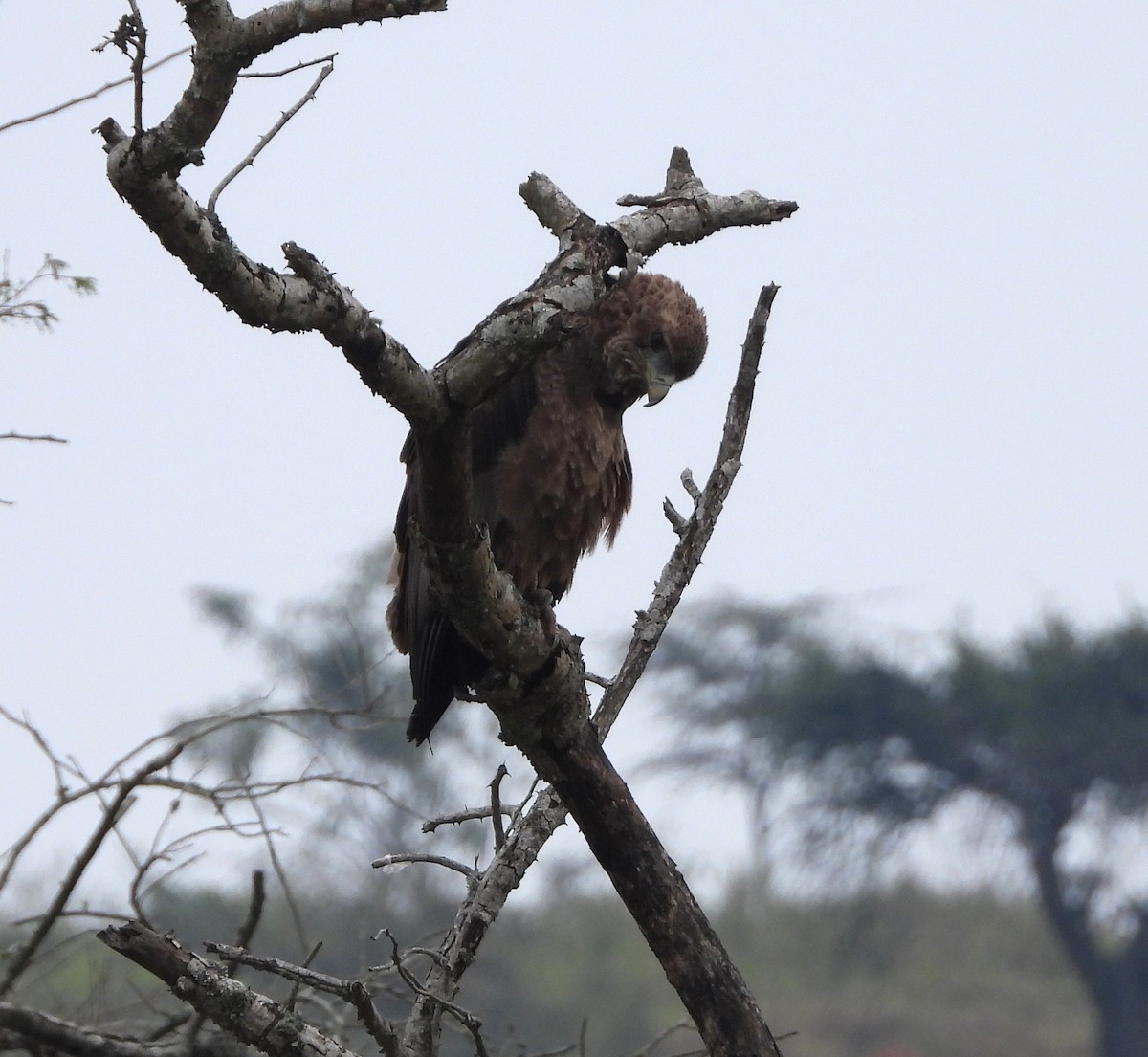 Bateleur - ML638493855