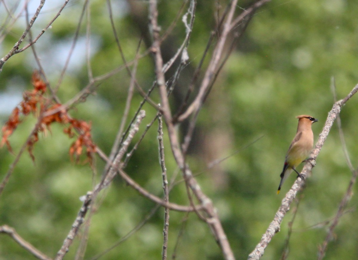 Cedar Waxwing - ML638493856