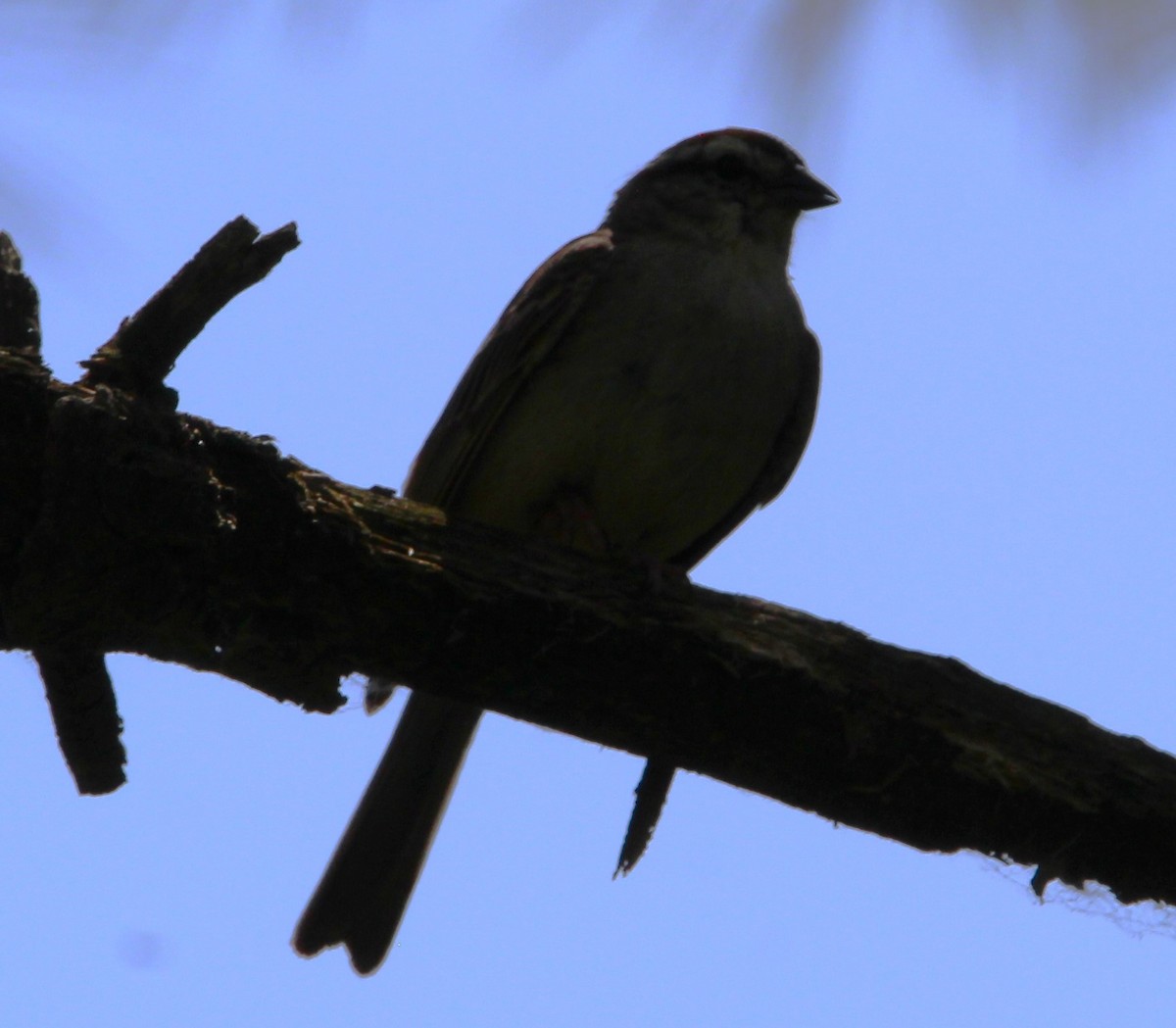 Chipping Sparrow - ML638493864