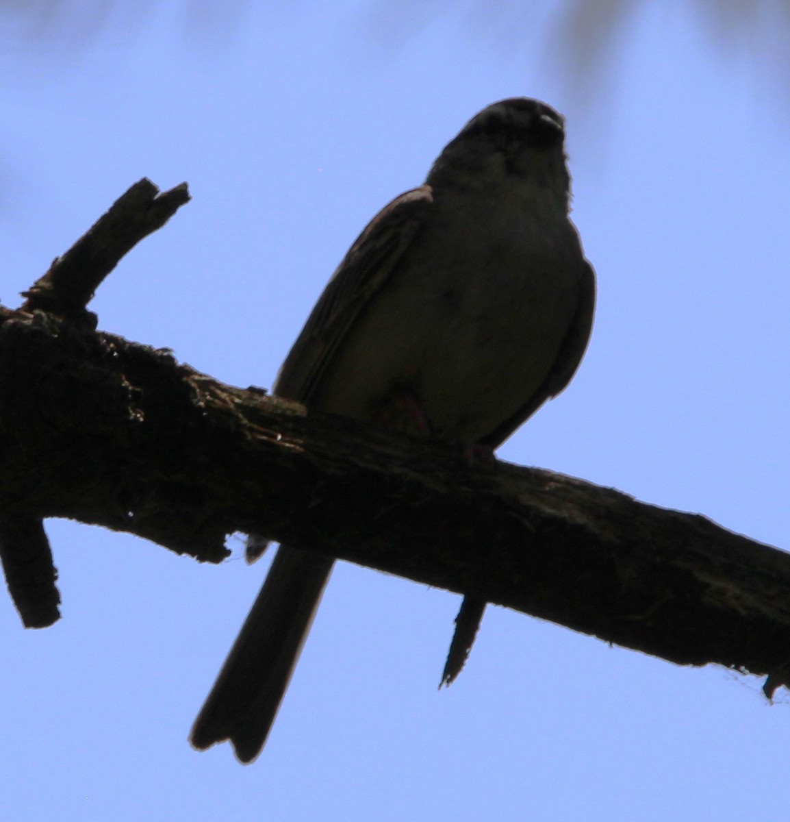 Chipping Sparrow - ML638493865