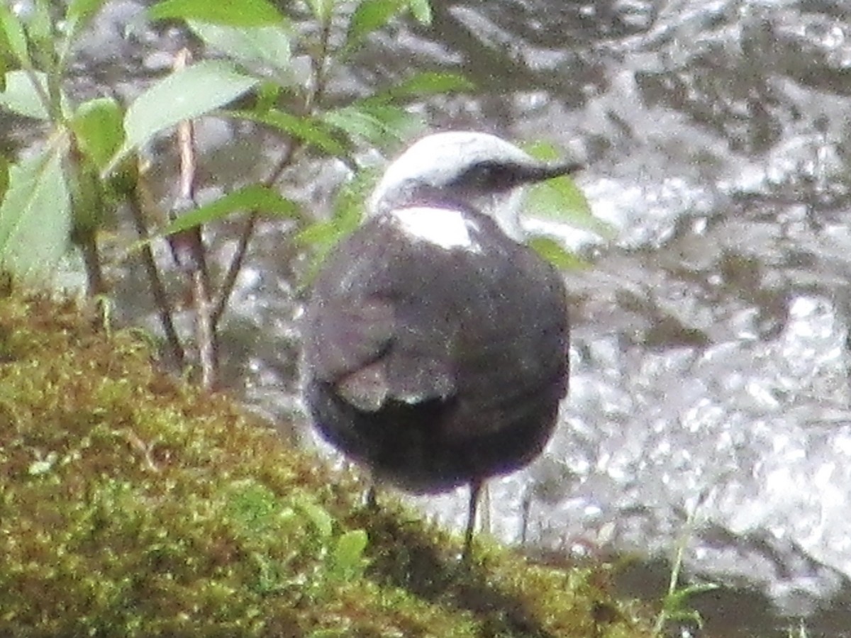 White-capped Dipper - ML638493899