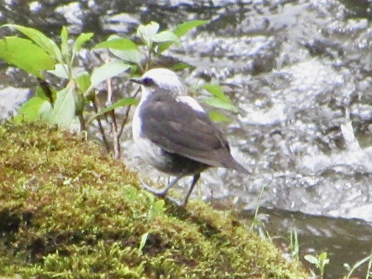 White-capped Dipper - ML638493906