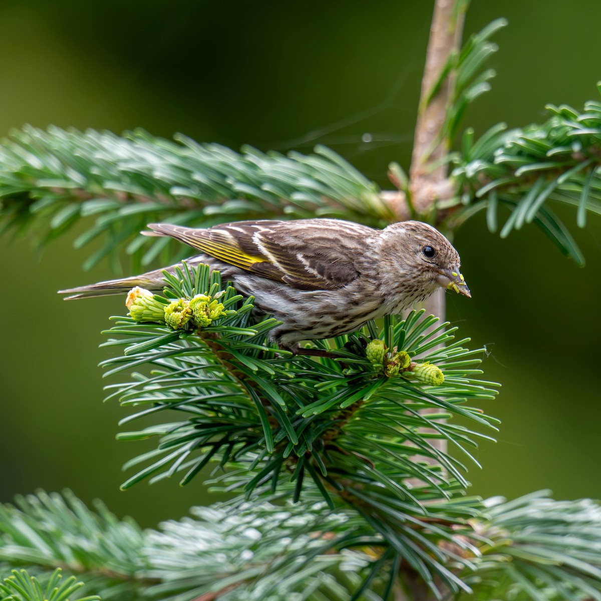 Pine Siskin - ML638493910