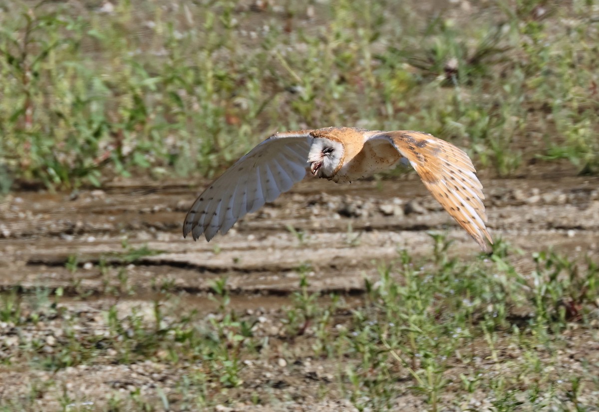American Barn Owl - ML638493914