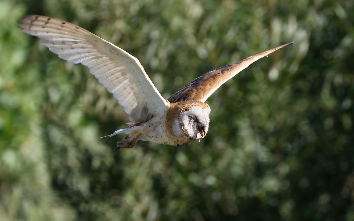 American Barn Owl - ML638493915