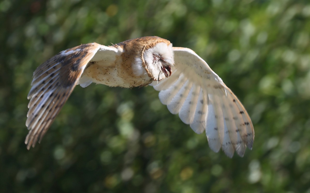 American Barn Owl - ML638493916