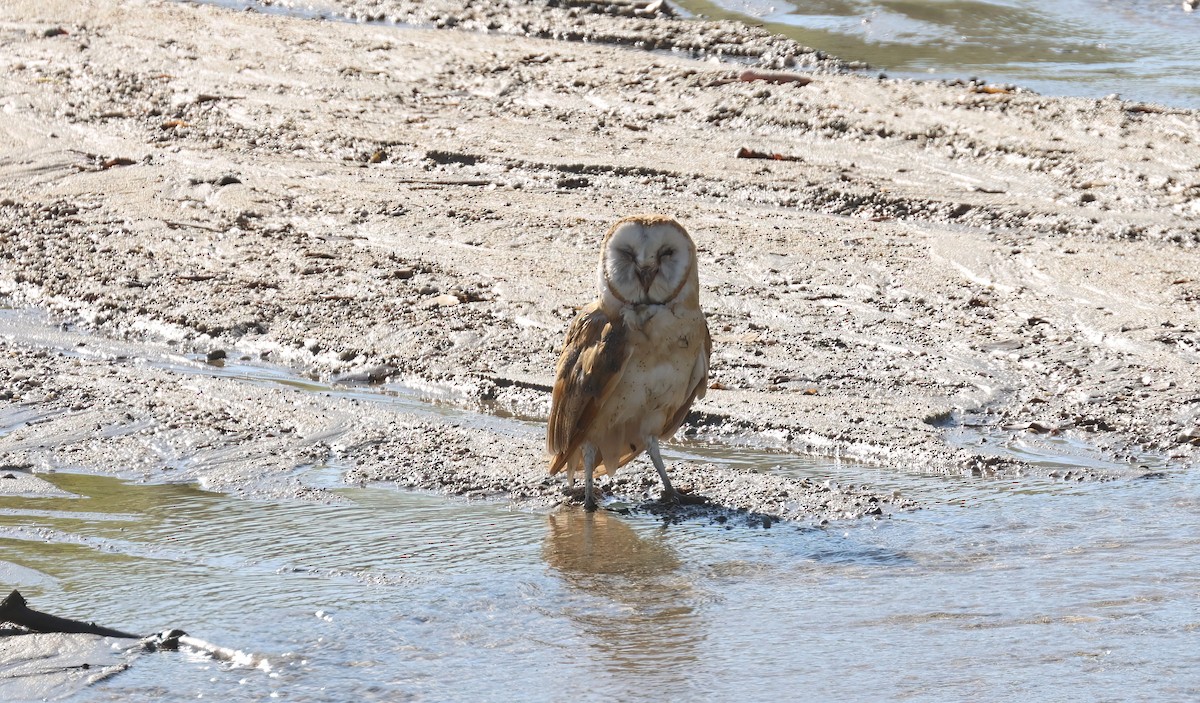 American Barn Owl - ML638493917