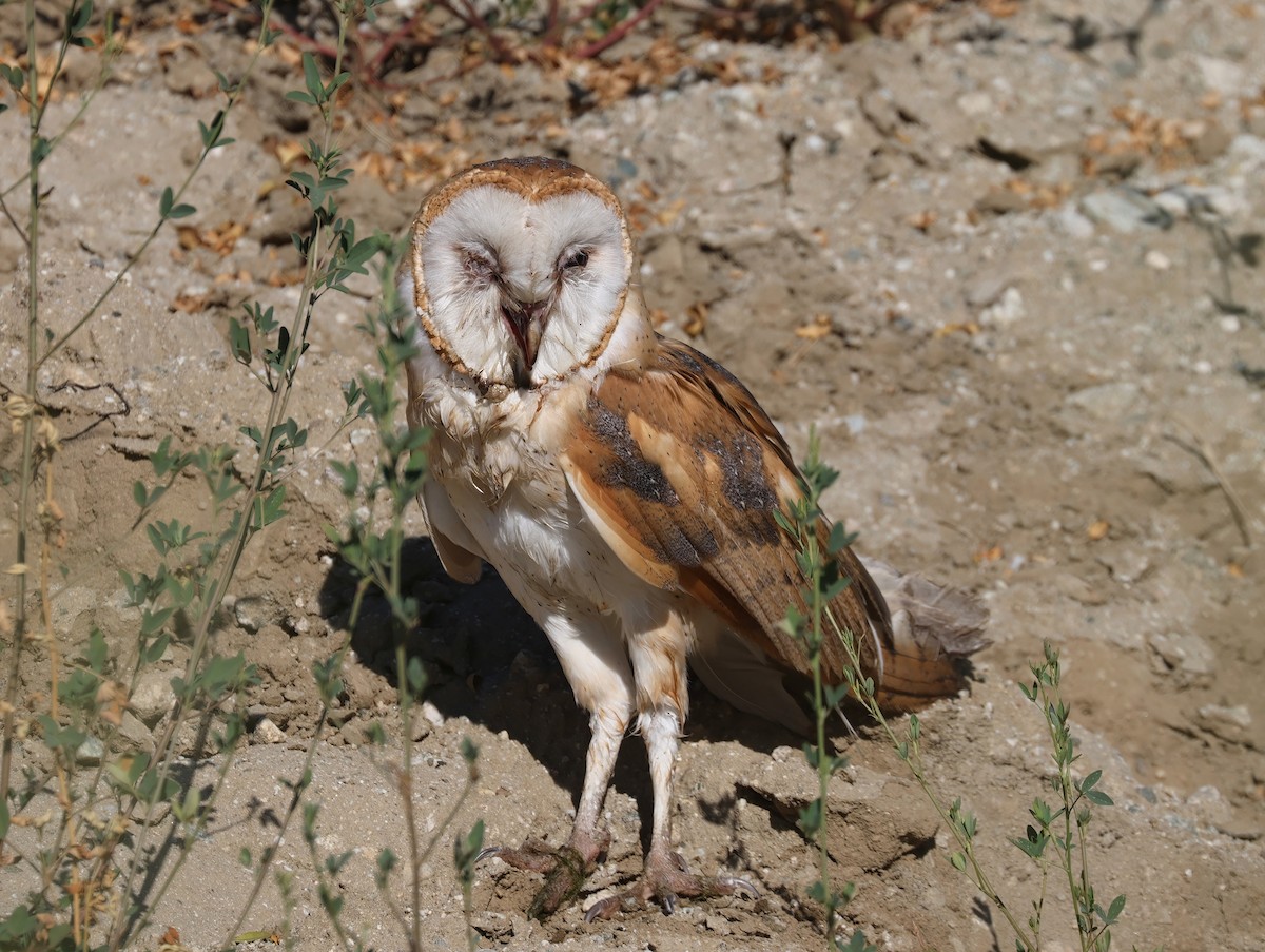 American Barn Owl - ML638493918