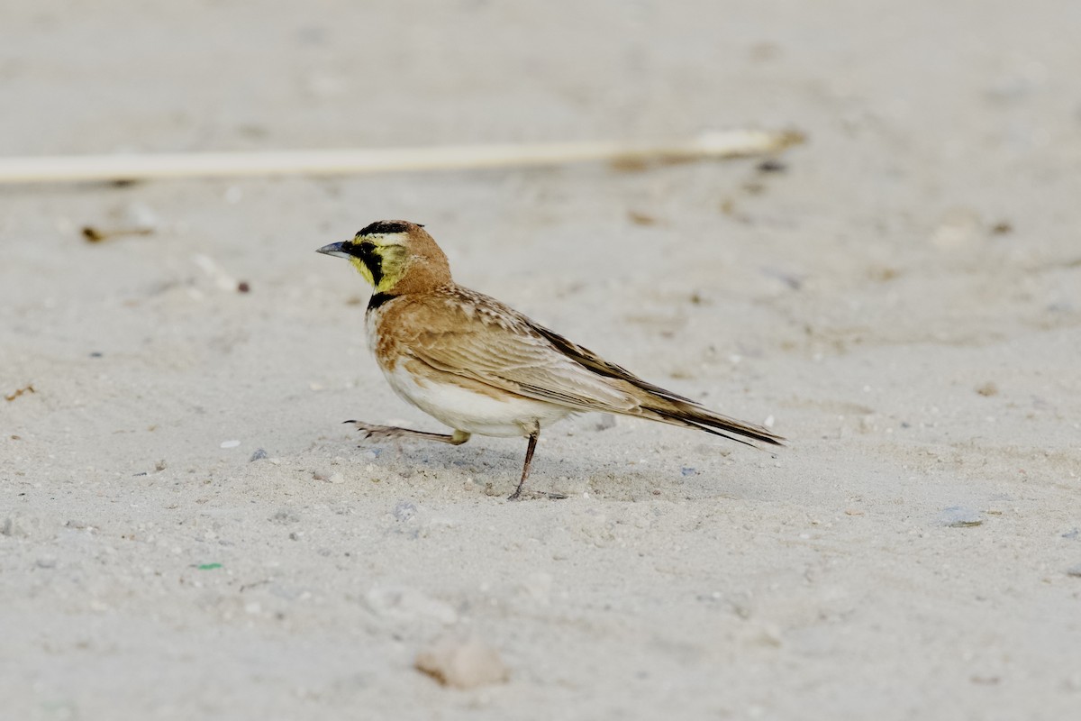 Horned Lark - ML638493919