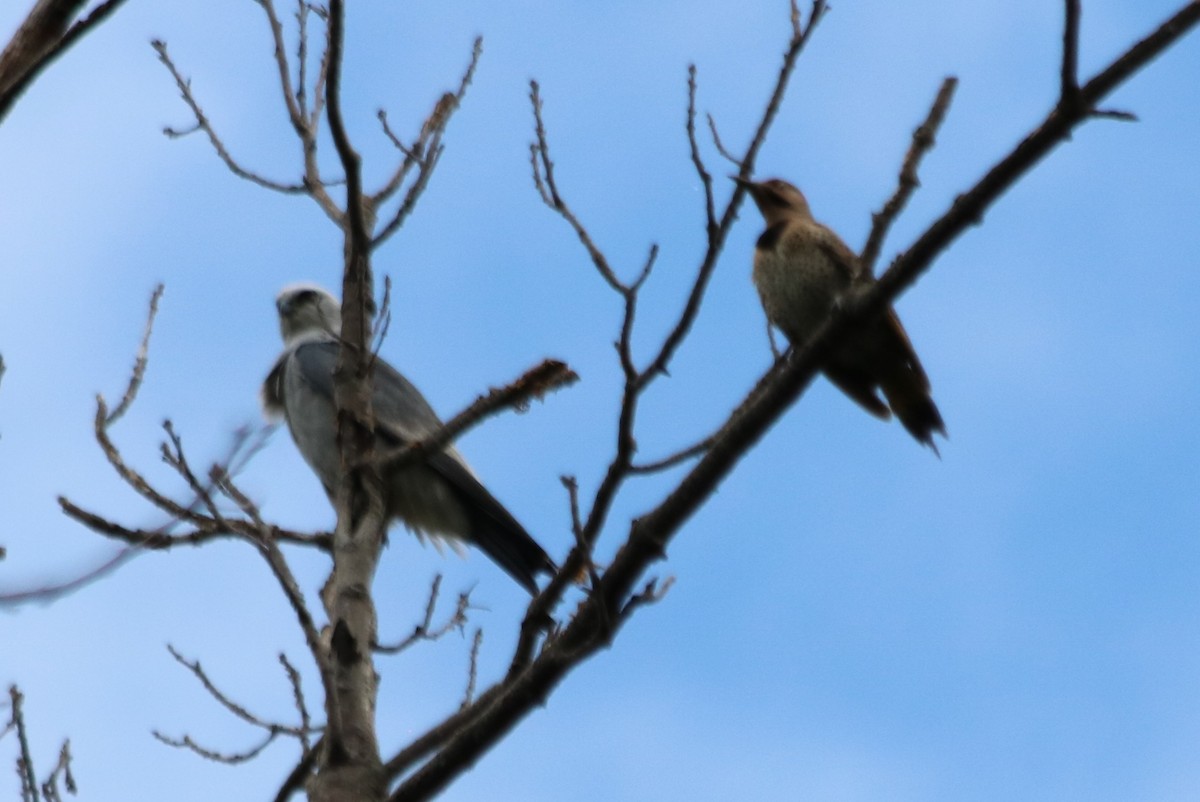 Northern Flicker - ML638493926