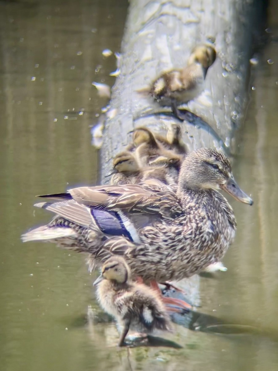 Mallard - ML638493939
