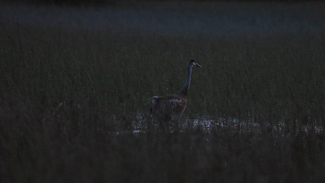 沙丘鶴 - ML638493978