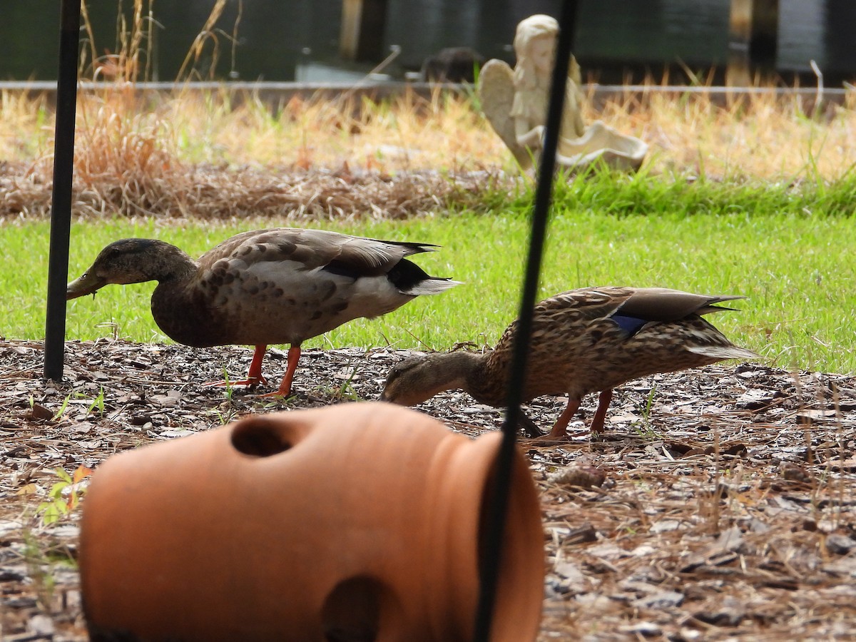 Mallard - ML638493989
