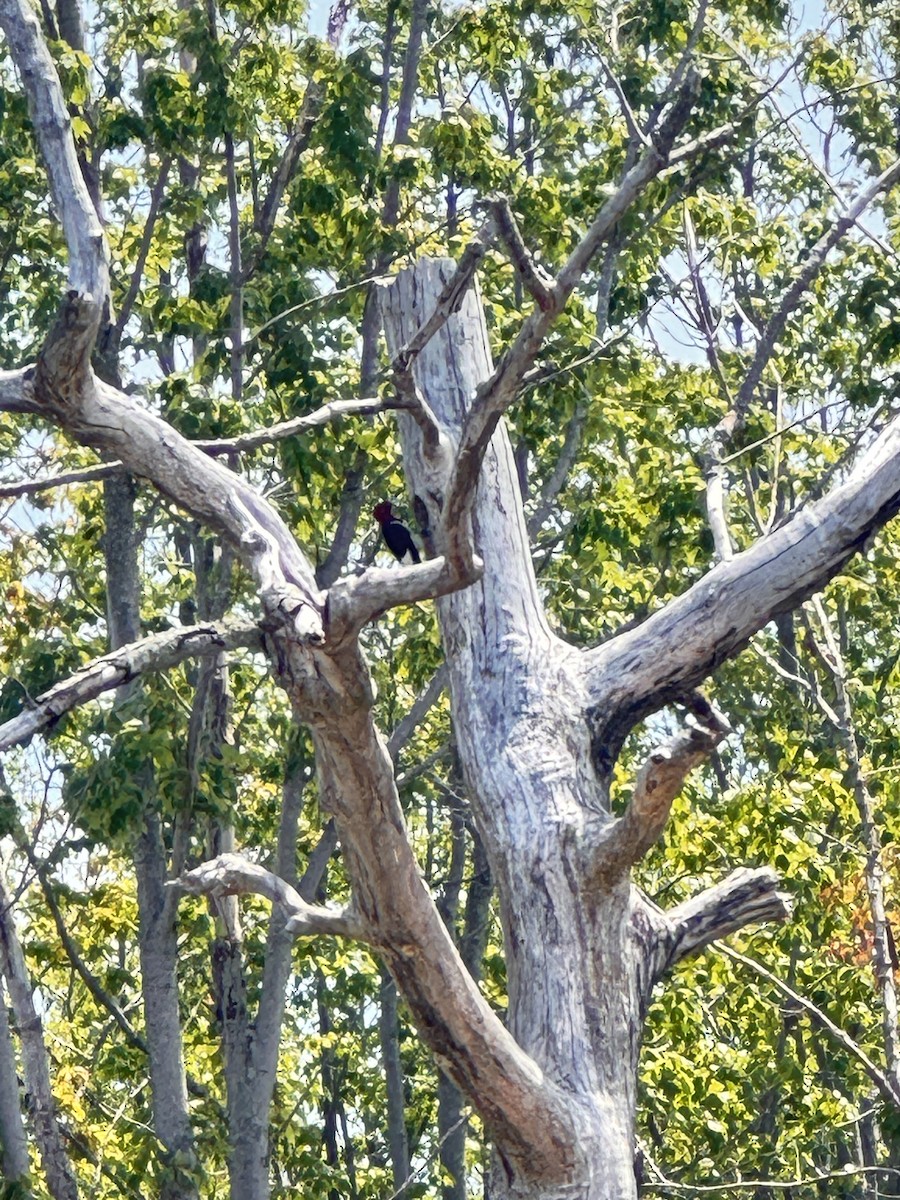 Red-headed Woodpecker - ML638494029