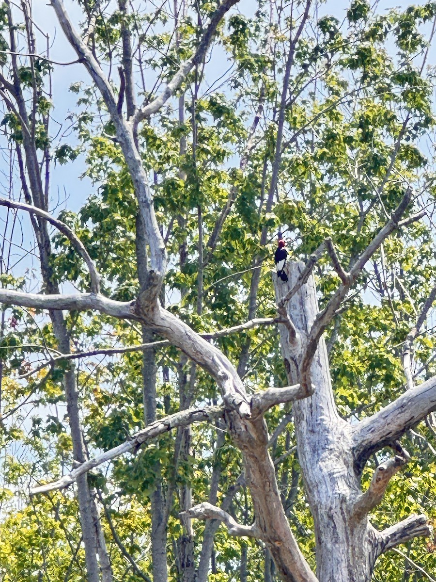 Red-headed Woodpecker - ML638494031