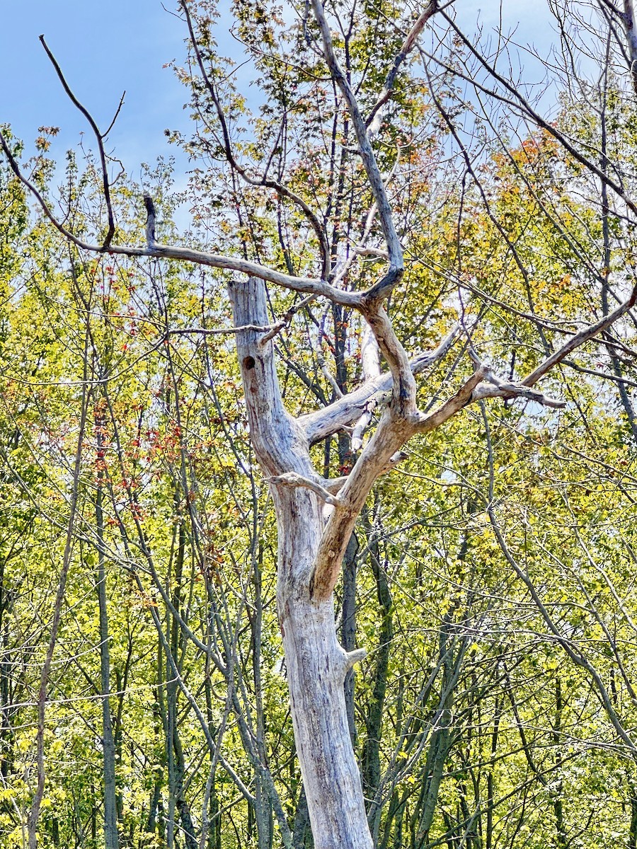 Red-headed Woodpecker - ML638494032