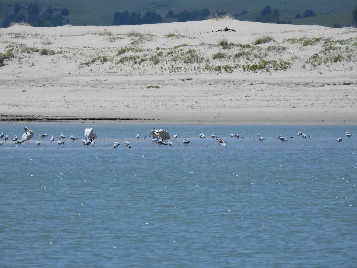 Ring-billed Gull - ML638494069