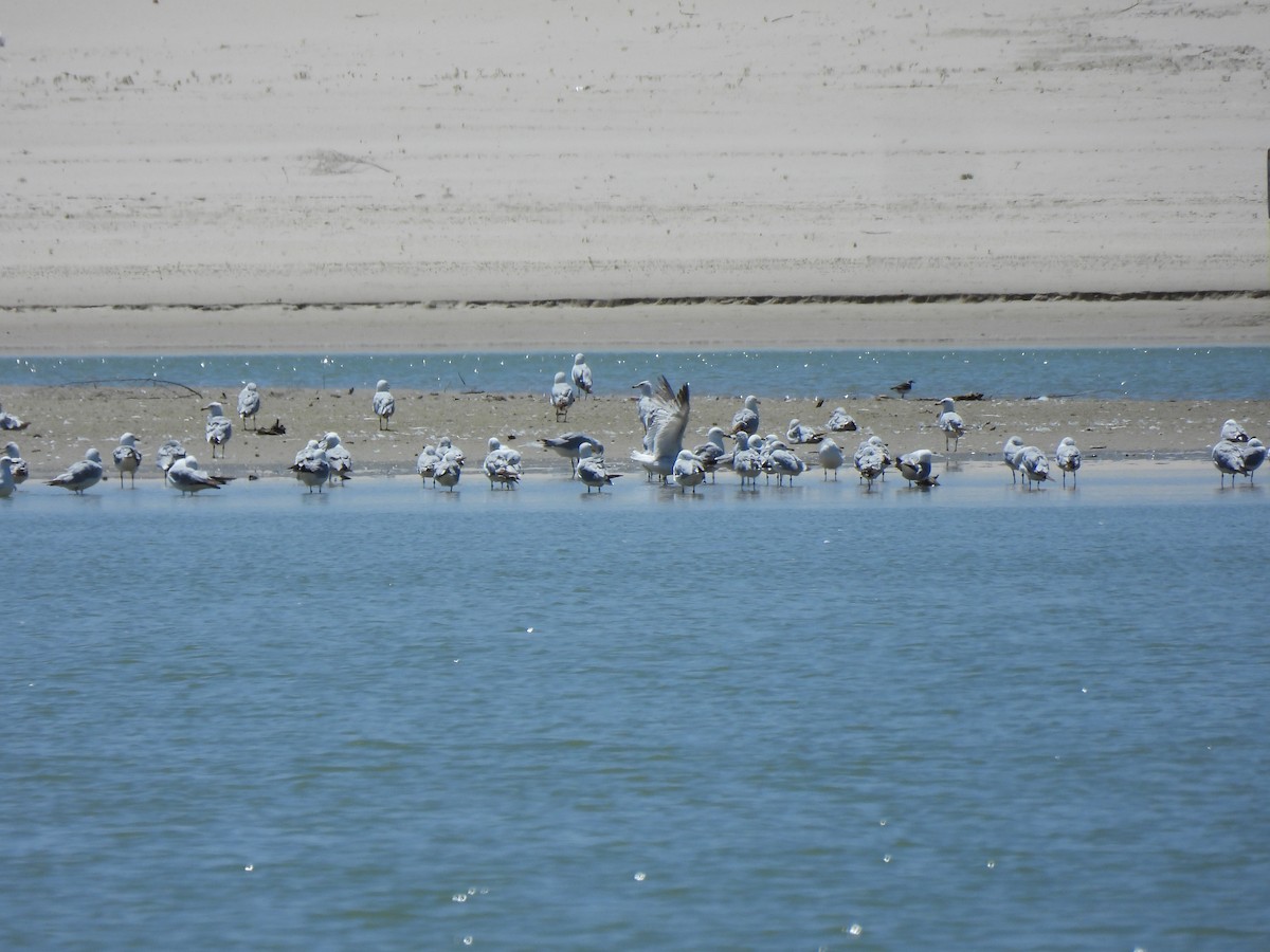 Ring-billed Gull - ML638494070