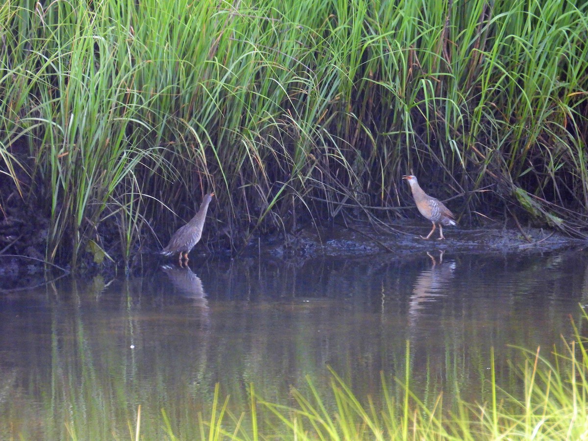 Clapper Rail - ML638494074
