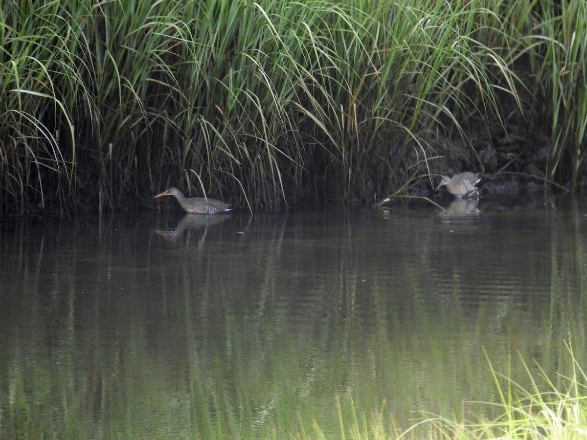 Clapper Rail - ML638494075