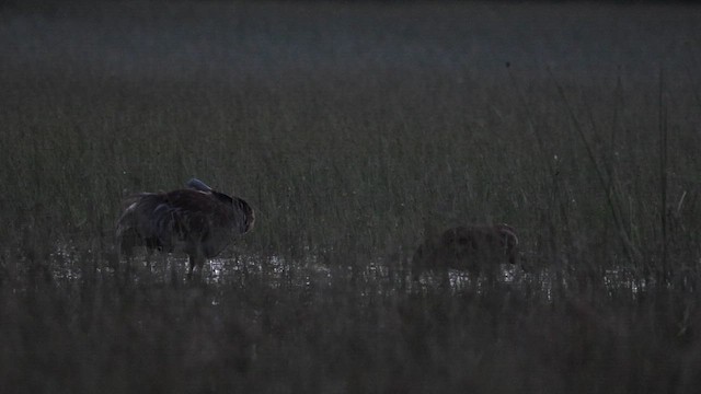 沙丘鶴 - ML638494084