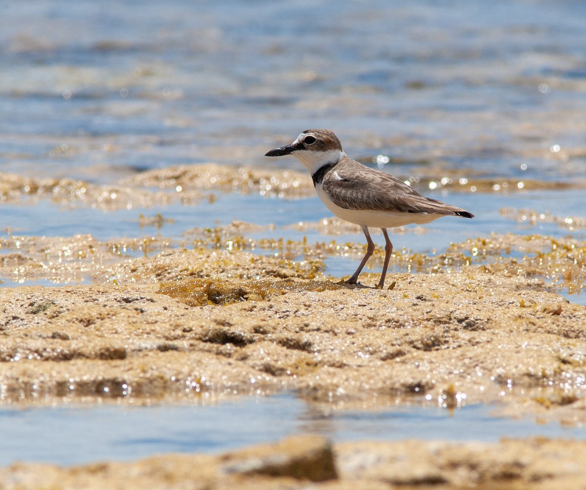Wilson's Plover - ML638494100
