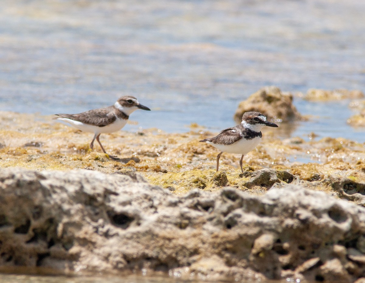 Wilson's Plover - ML638494108