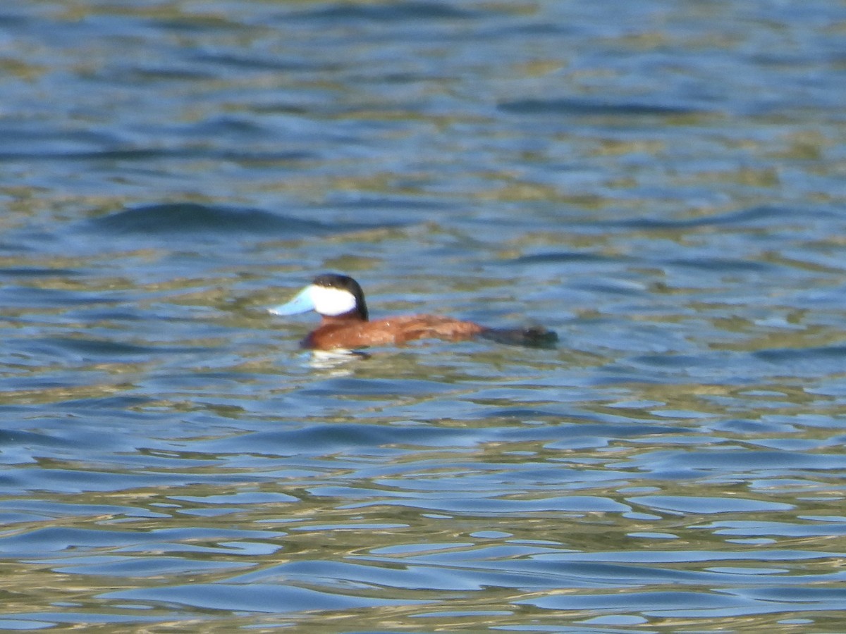 Ruddy Duck - ML638494114