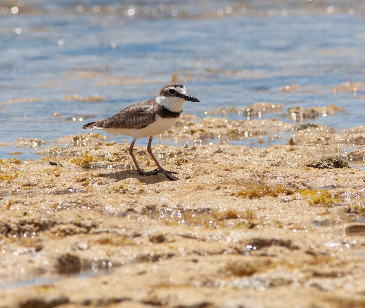 Wilson's Plover - ML638494118